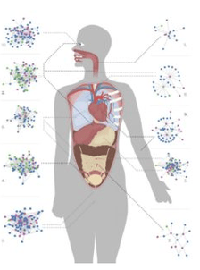 Vermes e outros parasitos no corpo humano